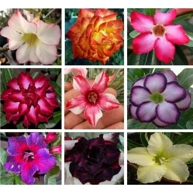 Imagem de 10 Sementes de Rosas do Deserto triplas, duplas e simples (Adenium obesum) Sortidas Kit nº 09