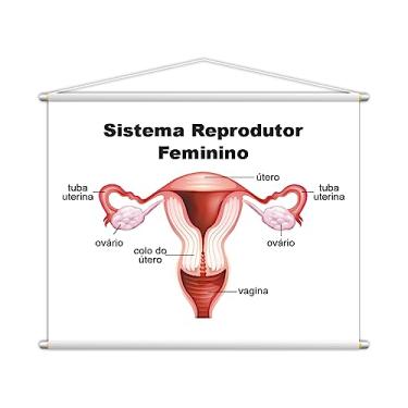 Imagem de Sistema Reprodutor Feminino Banner Escolar 130x100cm