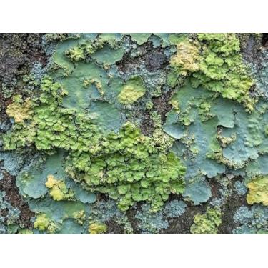 Imagem de Quadro Decorativo com Estampa Full Frameshot Camera 50 x 50 Vinil 2 unidades