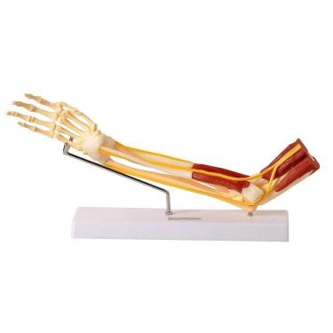 Imagem de Braço com Ossos Músculos Ligamentos e Nervos Anatomic