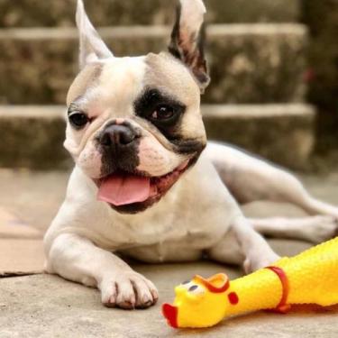 Imagem de Brinquedo Para Morder Cachorro Pet Dog Galinha com Som Apito - Elite