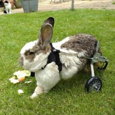 Imagem de Carrinho de cadeira de rodas ajustável de 2 rodas para cães idosos, gatos e coelhos - Scooter de reabilitação da perna traseira para suporte de mobilidade e mobilidade aprimorada