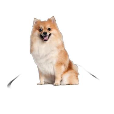 Imagem de Fralda Móvel Pet Para Cachorros Lavável 10Un P 50X60 Cm - Shelby Moda 