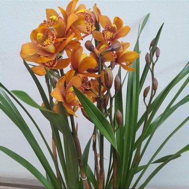 Imagem de Cymbidium laranja sem flor - Orquídeas & Cia