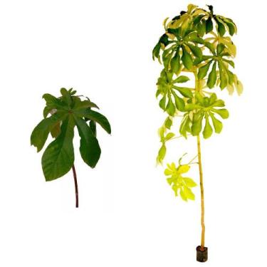 Imagem de Muda de Banana de Macaco 20 a 40cm AMK - Plantas Online - AMK Jardinag