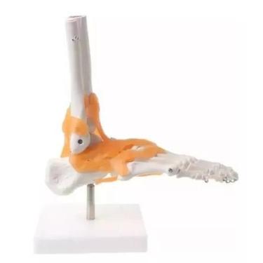 Imagem de Modelo Do Pé Humano Anatomia Do Corpo Articulado Ligamentos - MinyMix