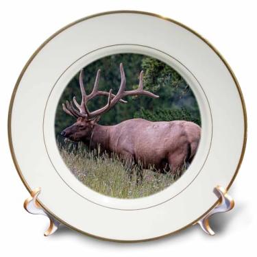 Imagem de 3dRose Alce masculino com chifres impressionantes. Parque Nacional Yellowstone. Prato de porcelana Wyoming, 20 cm