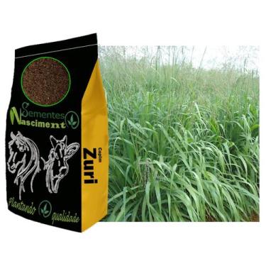 Imagem de 20kg Sementes capim zuri para formar pastagem forte e resistente - Sem