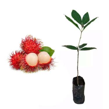 Imagem de Muda de Rambutan 20 a 40cm AMK - Plantas Online - AMK Jardinagem e Pai
