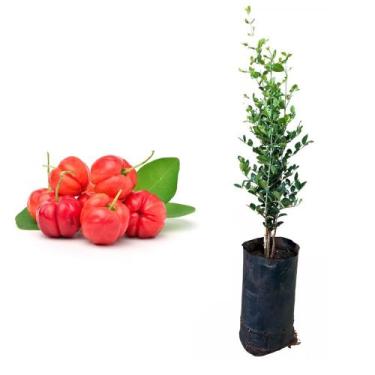 Imagem de Muda de Acerola Azeda 50 a 80cm AMK - Plantas Online - AMK Jardinagem 