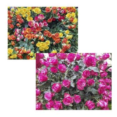 Imagem de Kit 2 Quebra-cabeças Cognitivos para a Mente Primavera em Atibaia 60 p