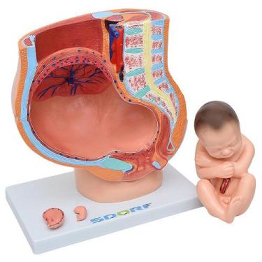 Imagem de Pelve Feminina com Gravidez 4 Partes Modelo Anatomia