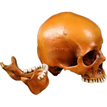 Imagem de Tamanho da vida Human Head Skull Anatomical Model - Modelo de crânio para adultos Modelo de esboço de arte humana para artistas Estudo de desenho de artistas, Decoração da casa de arte, lara