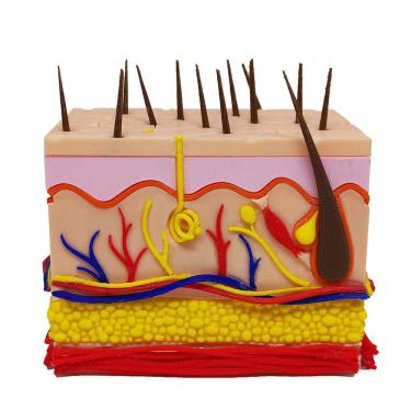 Imagem de Corte Da Pele 3d Humana Ampliada Anatômico Modelo Anatomia Nervos Vasos Glândulas