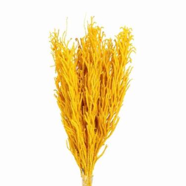Imagem de Pé de Sapo Amarelo Desidratado p/ Decoração - Pense Flores
