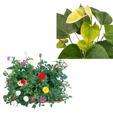 Imagem de Kit 3 Mudas Mini Rosas Planta De Sol + Mini Antúrio Vanilla Plantas Naturais Exoticas