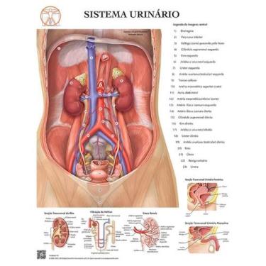 Imagem de Pôster Anatomia do Sistema Urinário - Body Scientific
