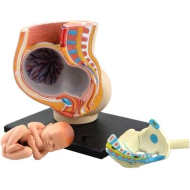 Imagem de Modelo De Anatomia Humana Modelo De Seção De Pelve De Mulheres Grávidas Conjuntos De Modelos Com Tecido Fetal Materno Montado Do útero, Multi-colored, 11.5cm