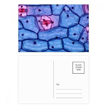 Imagem de Cartão postal Plant Science Bioplast padrão microcósmico conjunto de cartões postais de aniversário para envio de cartões de agradecimento