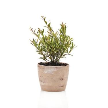 Imagem de Mini Cereja + Vaso Decorativo - Mini Plantas