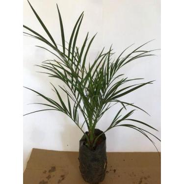Imagem de Muda De Palmeira Fenix (phoenix Roebelenii) Com 30 Cm - Mudas Herculan