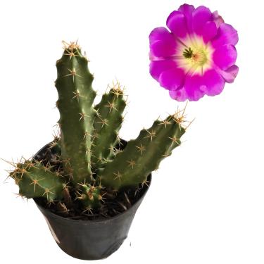 Imagem de Cactos Rabo de Câo Flor Rosa Plantas Naturais Raíz Própria Cacto de Sol Pleno