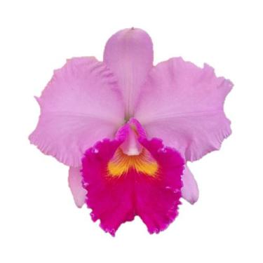 Imagem de Orquídea Cattleya Rosa Adulta - orquivitro