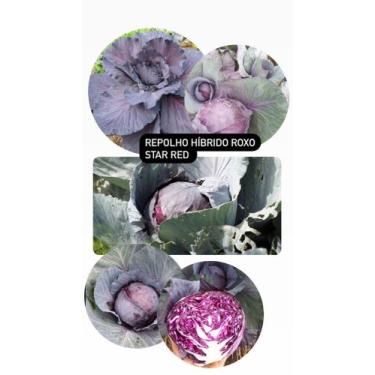 Imagem de Repolho Hibrido Roxo Star Red - 10 gramas de Sementes - Isla