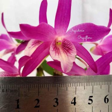 Imagem de Orquídea Dendrobium Stardust Rainbown Dance ! Planta Adulta