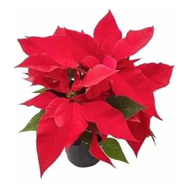 Imagem de Flor Do Natal Bico-de-papagaio Poinsétia Planta Natural