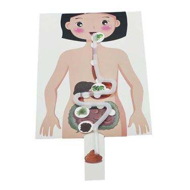 Imagem de Generic Modelo de Sistema Digestivo Humano, Artesanato, Auxílio de Ensino Diy para Adultos E Crianças