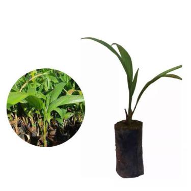 Imagem de Muda De Palmito Pupunha 20cm a 30cm - AMK - Jardinagem e Paisagismo