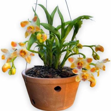 Imagem de Orquídea Adulta Chysis Limminghei Linda Flor Colecionador !! - docel@r