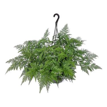 Imagem de Samambaia Renda Francesa Na Cuia E Com Haste Para Pendurar