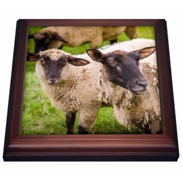 Imagem de 3dRose Ovelha, Mont Saint-Michel, Normandy, França, Trivet, 20 x 20 cm, marrom