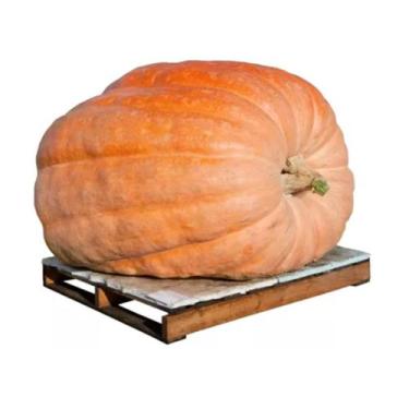 Imagem de 20 Sementes Abobora Gigante Dills Atlantic Guinness Record!! - SEEDS