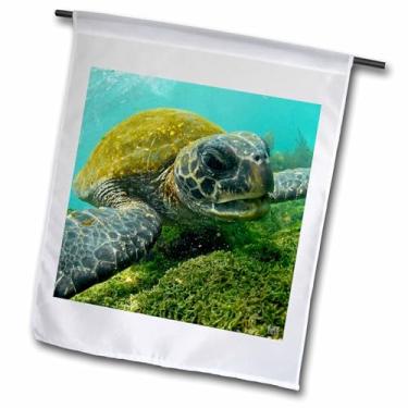Imagem de 3dRose fl_10116_1 Bandeira de jardim Galápagos, verde-pacífico/tartaruga preta alimentando em algas Punta Cormorant Ilha Floreana Ilha Galápagos, 30 x 45 cm