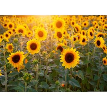 Imagem de Fmarui Pano de fundo de girassol 1,8 x 1,2 m, cenário de natureza, flores amarelas, fotos, casamentos, aposentados, festas de aniversário, eventos, decorações, cabine fotográfica, adereços