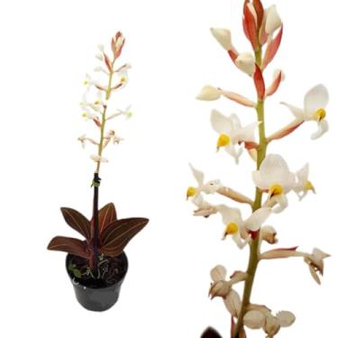 Imagem de Orquídea Pipoca Ludisia Discolor Planta Adulta Natural Exótica Decoração Rara