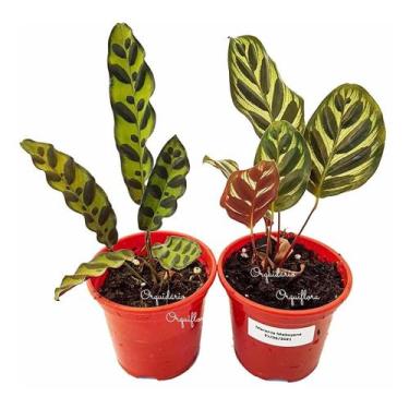 Imagem de Kit 2 Mudas Maranta Cascavel E Pavão Com Plantas Naturais Exóticas Par