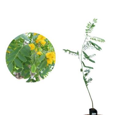 Imagem de Muda de Tipuana 20 a 40cm AMK - Plantas Online - AMK Jardinagem e Pais