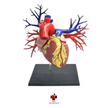 Imagem de Anatomia do Coração Deluxe - 4D MasterMed