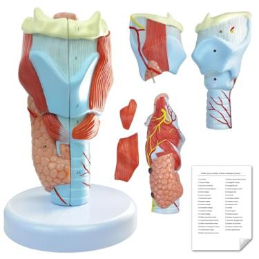 Imagem de Merinden Modelo Anatômico De Laringe Humana, 5 Partes 2X Tamanho Real Modelo De Anatomia De Garganta Humana Para Estudo Ou Ensino De Educação Em Ciências Médicas Com Base