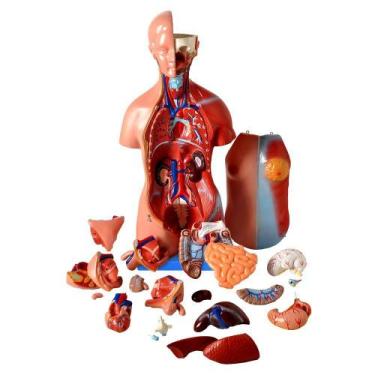 Imagem de Modelo Anatomico Torso Assexuado 45 Cm em 25 Partes, Anatomia