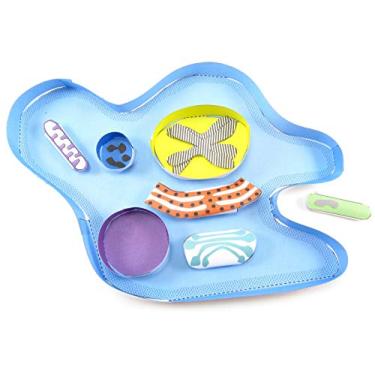 Imagem de NewPath Learning Kit de fabricação de modelos 3-D Amoeba, conjunto/5 modelos de papel coloridos e guia do professor (24-7710)