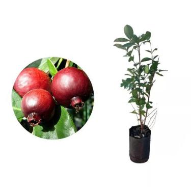 Imagem de Muda de Goiaba Araçá Vermelho 50 a 80cm AMK - Plantas Online - AMK Jar