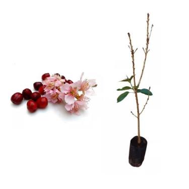 Imagem de Muda de Cerejeira 50 a 80cm AMK - Plantas Online - AMK Jardinagem e Pa