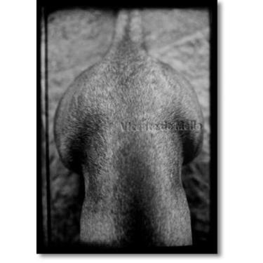 Imagem de Vicente de Mello: Áspera Imagem - Coleção Arte e Tecnologia - Edição T