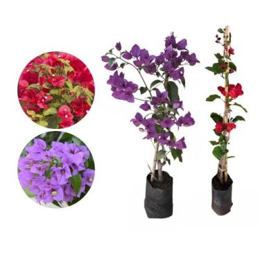 Imagem de Kit 2 Mudas Primavera Vermelha Roxa 50 a 80 Plantas Online - Genérico