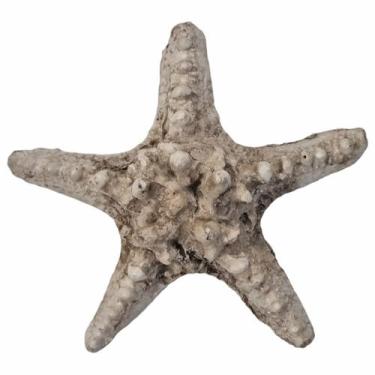 Imagem de Estrela Do Mar Resina P/ Pendurar Parede Pousada Praia Casa  - M3 Deco